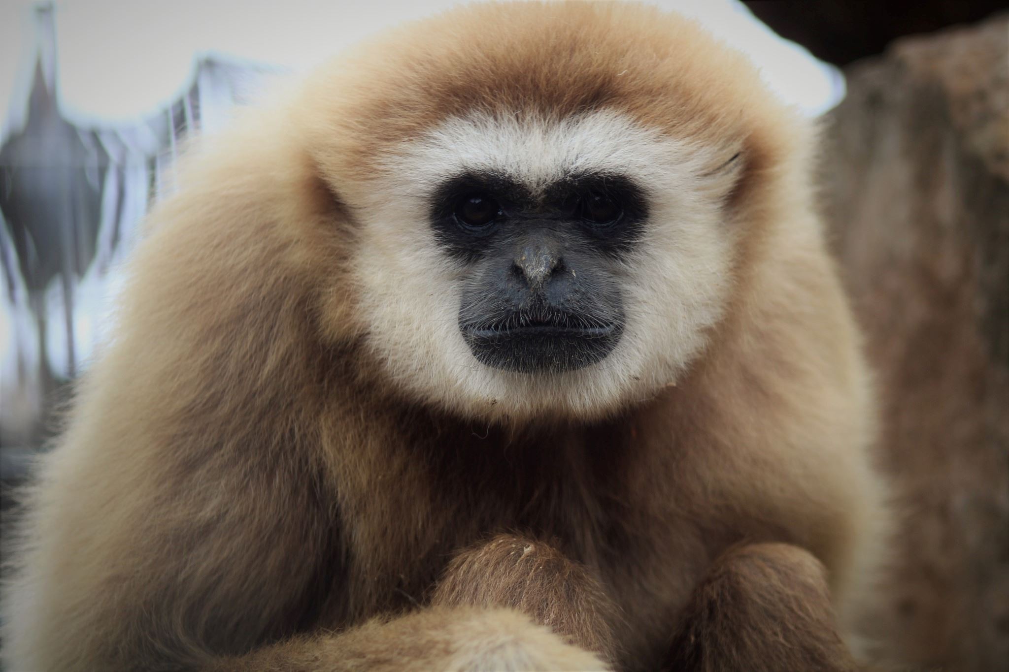 Lar Gibbon